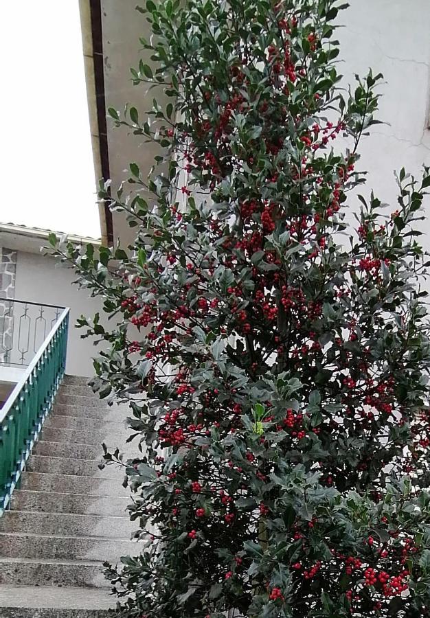 圣孔巴当Moradia Santa Comba别墅 外观 照片